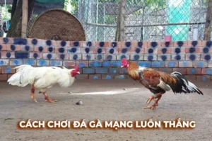 Cách Chơi Đá Gà Sabong Tại 8KBet Kịch Tính Và Hấp Dẫn