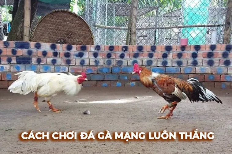 Cách Chơi Đá Gà Sabong Tại 8KBet Kịch Tính Và Hấp Dẫn